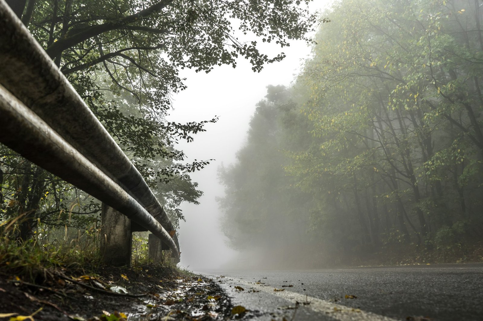 Wet road in the forest, fence and roadside